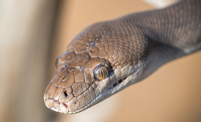Australian Native Snake